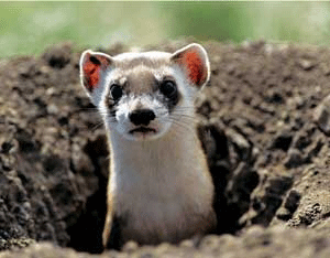What's the Most Endangered Mammal in the United States? Image